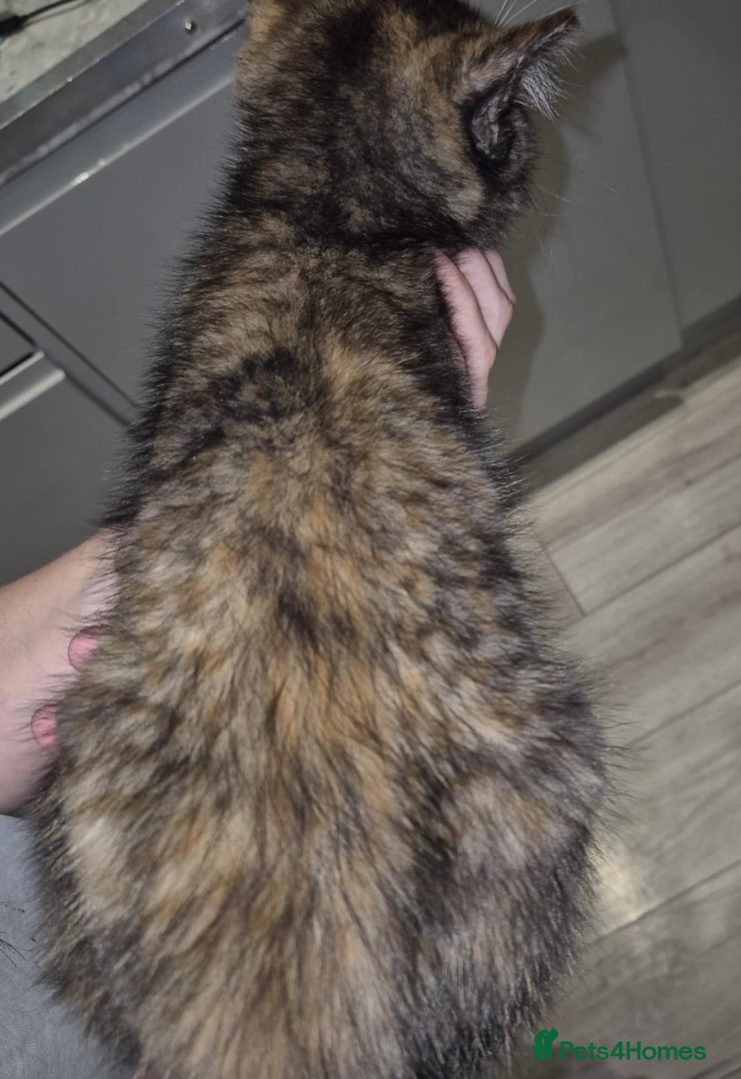 Domestic Shorthair cats for sale: 3 beautiful female kittens  - Image 3