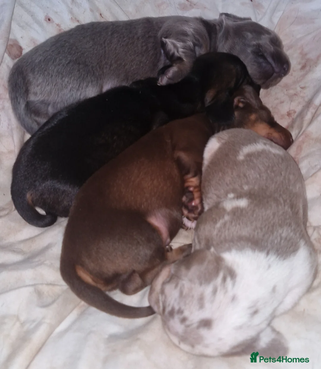 Dachshund dogs for sale: Miniature dauchshound  - Advert 1