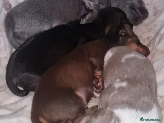 Dachshund dogs Miniature dauchshound - Advert 3