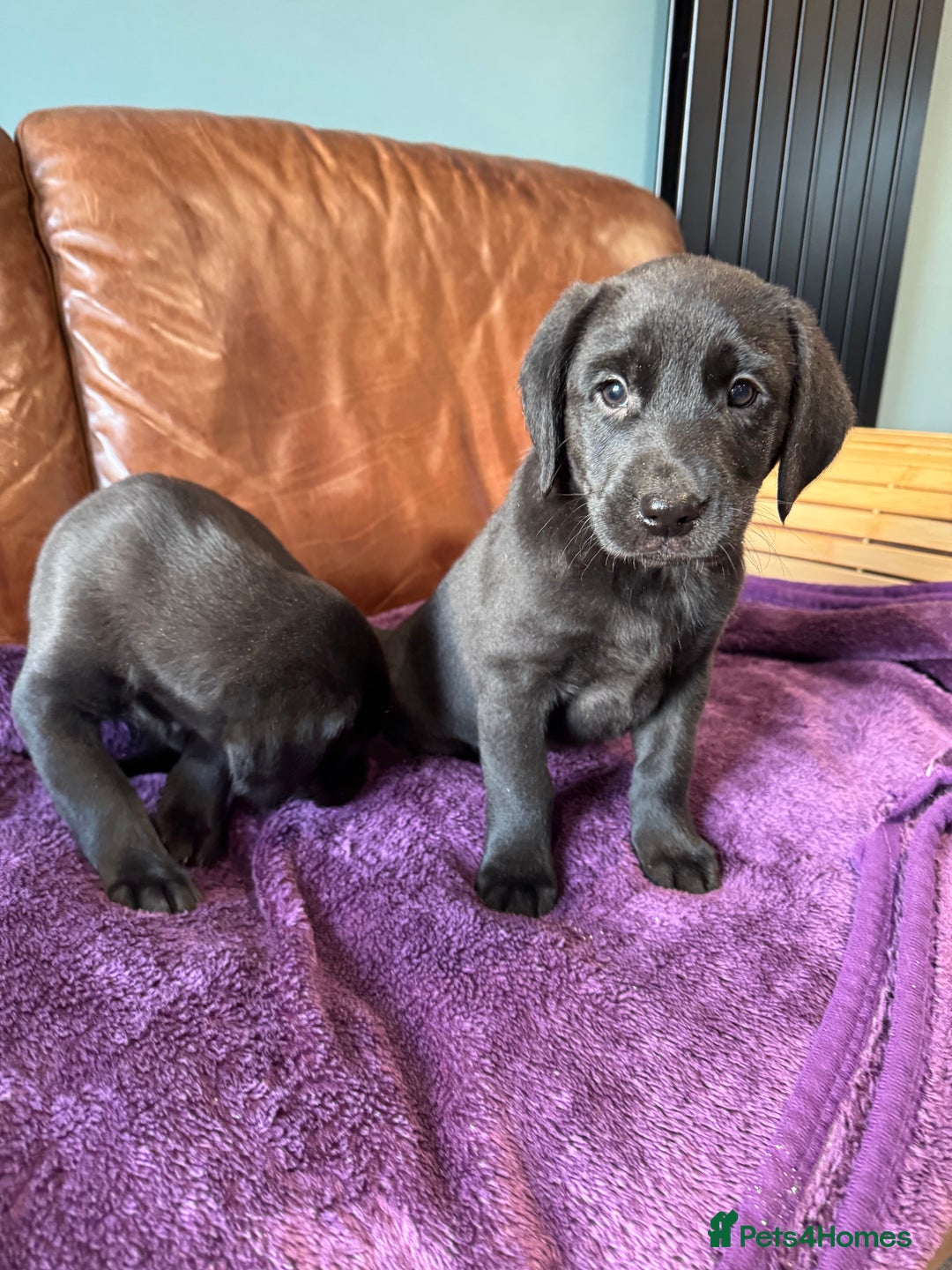 Labrador Retriever dogs for sale: Black Labrador Puppies, 5* Licensed Breeder - Advert 28