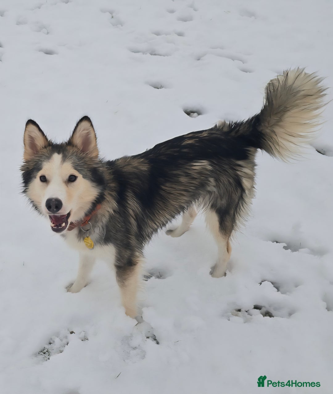 Alaskan Malamute dogs for sale: litter of chunky fluffy malamutes - Advert 13