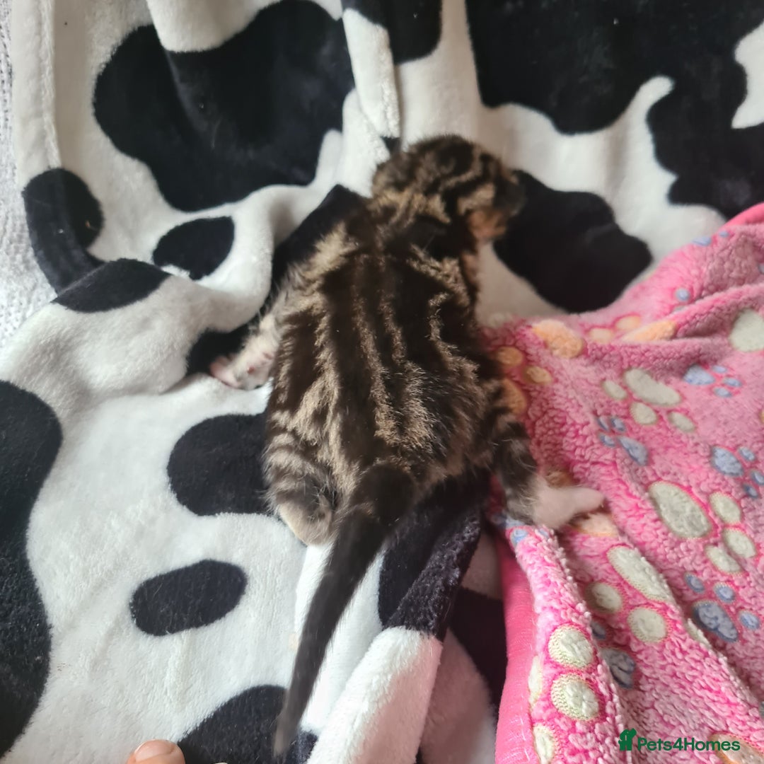Mixed Breed cats for sale: really beautiful mixed litter - Image 14