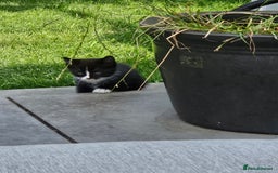 Mixed Breed cats for sale: Beautiful female kitten - Image 2