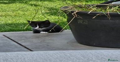 Mixed Breed cats - Advert 6