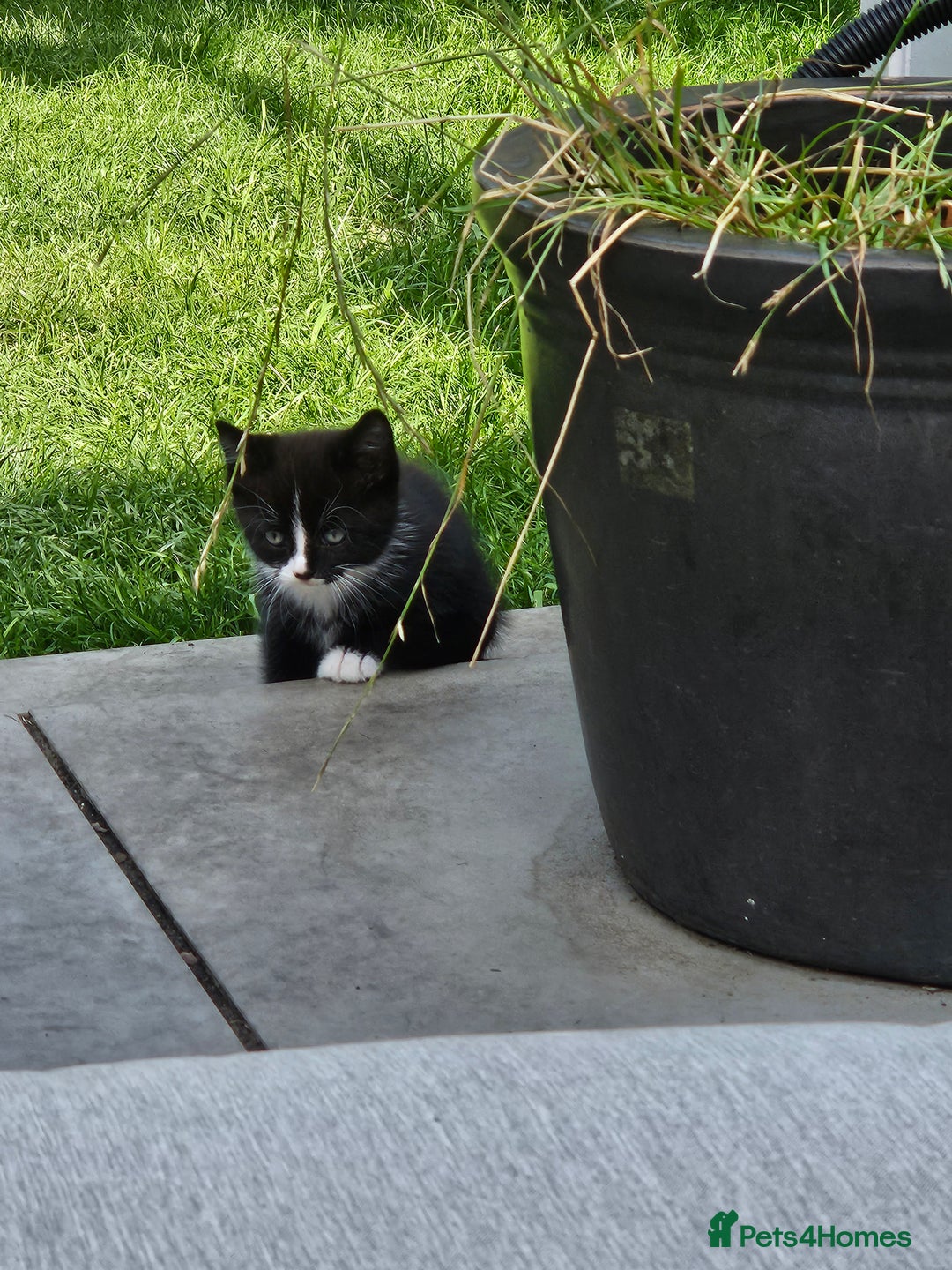 Mixed Breed cats for sale: Beautiful female kitten - Image 2