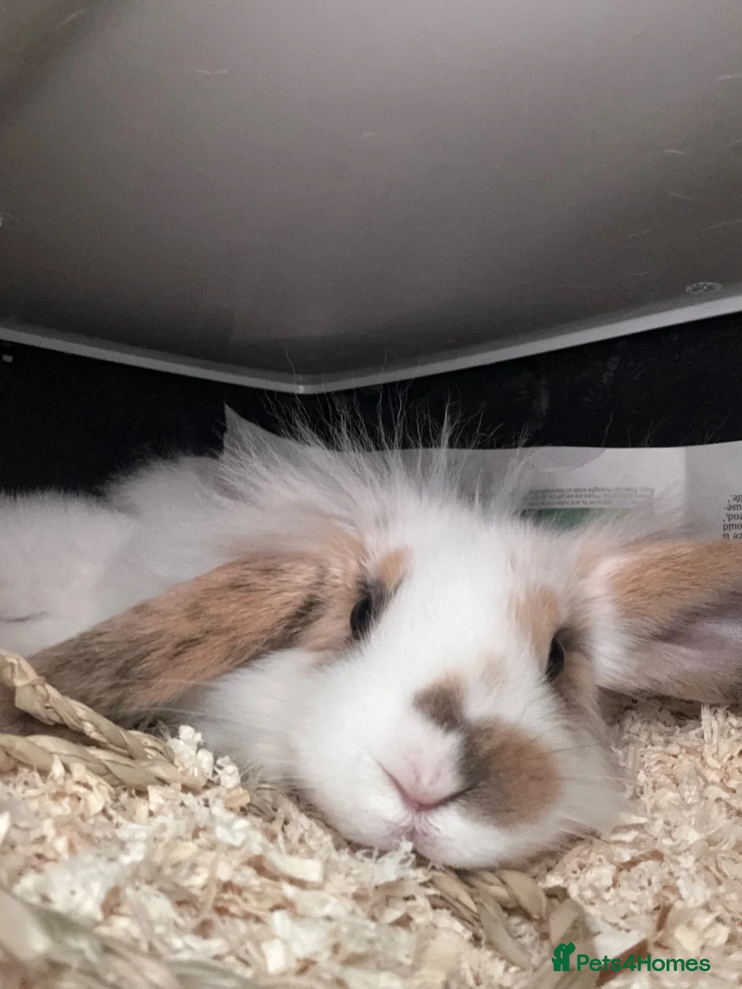 Lionhead rabbits for sale: Lion head  in St Albans - Advert 3