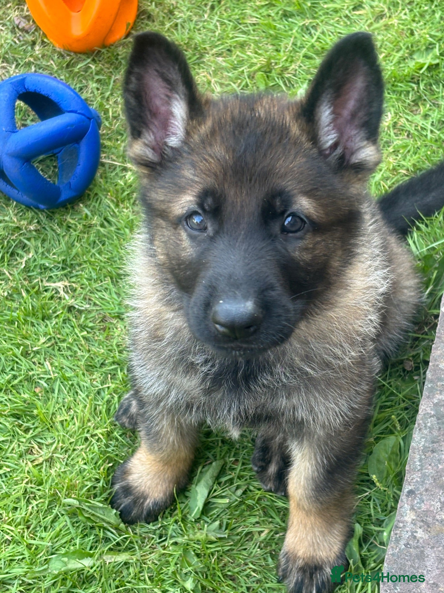 German Shepherd dogs Exceptional Working Line German Shepherd Puppies - Advert 1
