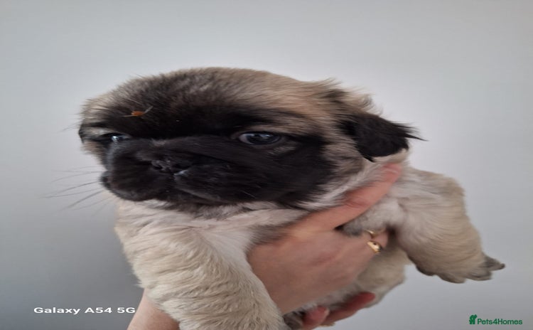 Frug dogs - Advert 1