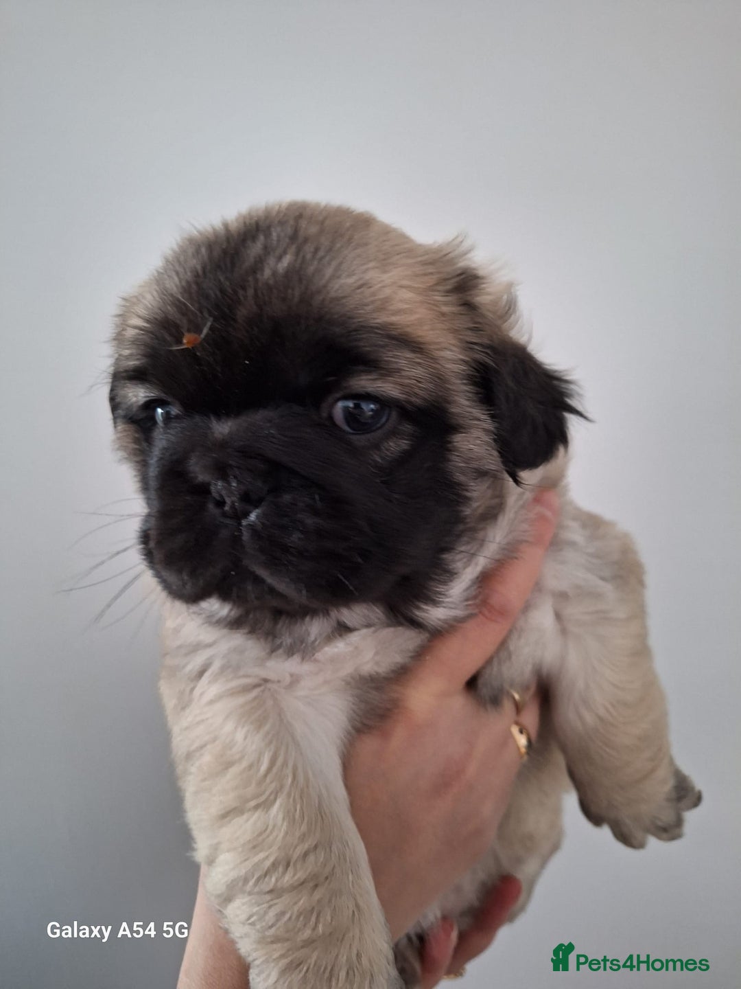 Frug dogs for sale: Fluffy frug - Image 1
