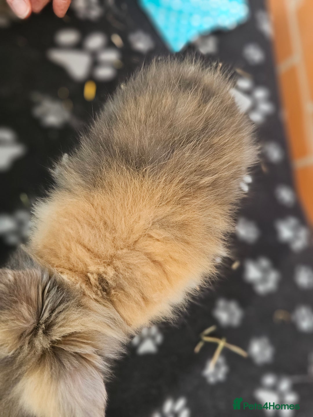 Lionhead rabbits for sale: Double Maned Lionhead  - Image 14