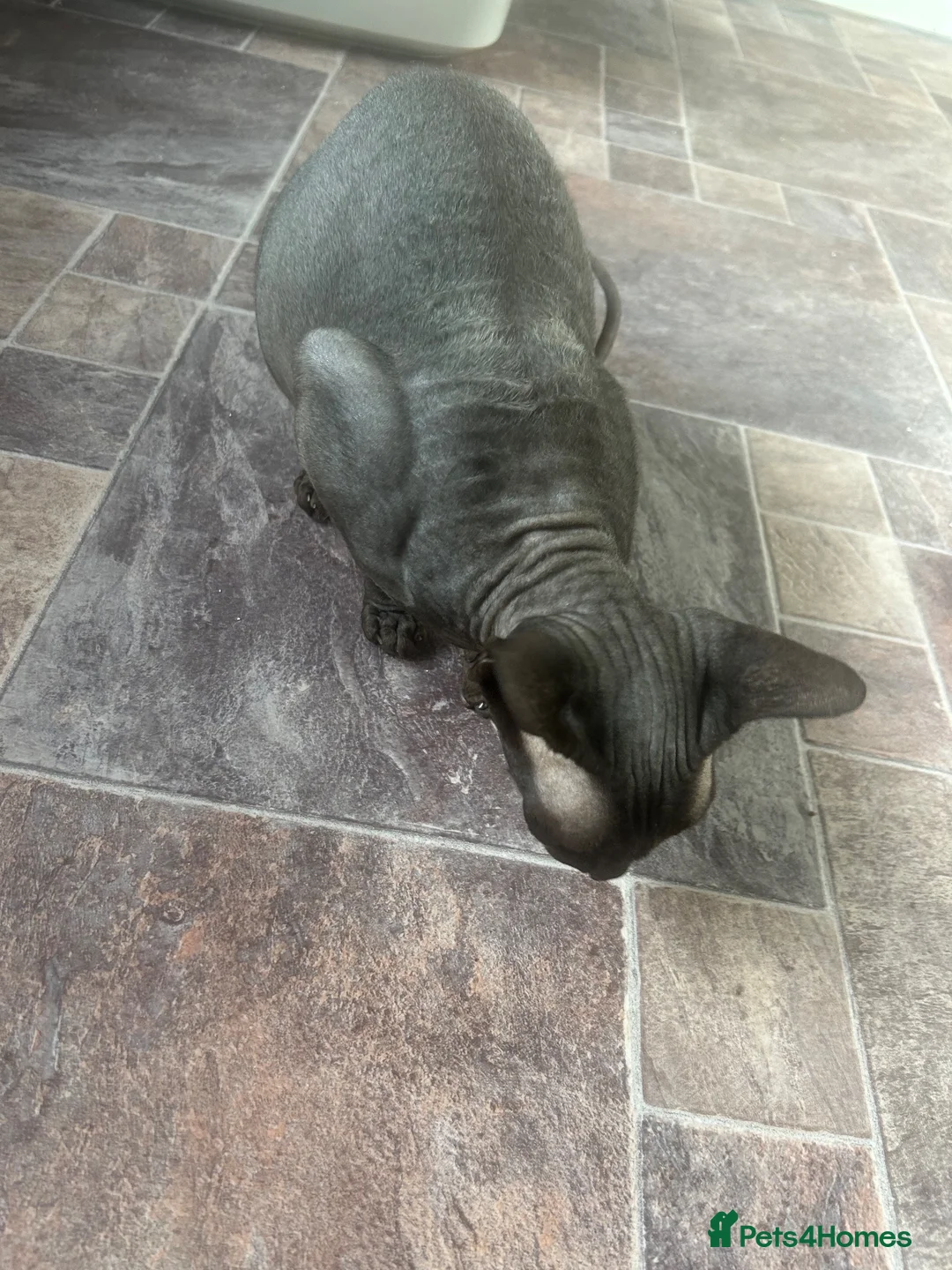 Sphynx cats for sale: Pure Canadian Sphynx  - Advert 2
