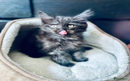 Maine Coon cats for sale: Mainecoon kittens  - Image 14