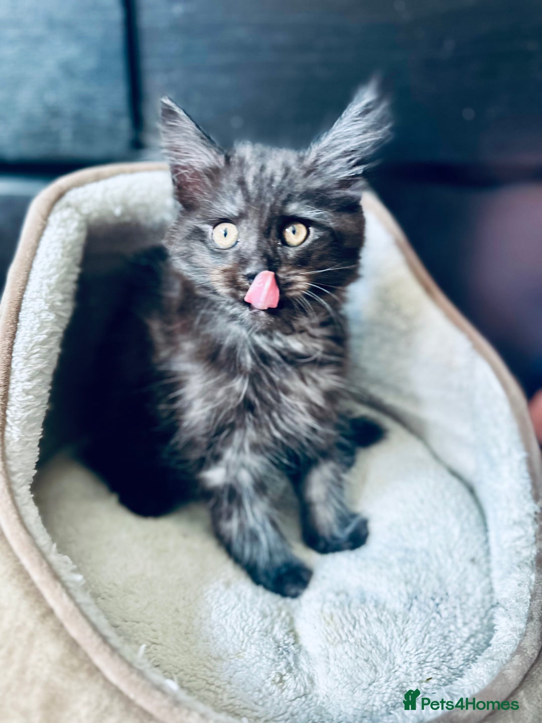 Maine Coon cats for sale: Mainecoon kittens  - Image 14