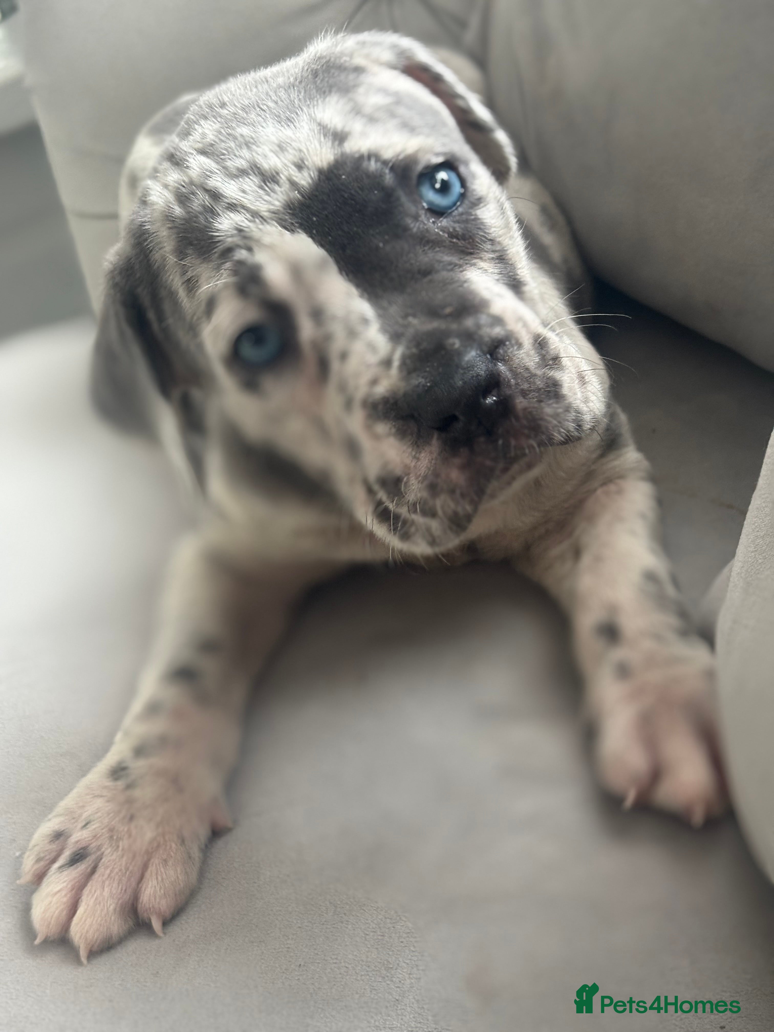 Neapolitan Mastiff dogs 💙 Neapolitan Mastiff Puppies champion bloodline💙 - Advert 3