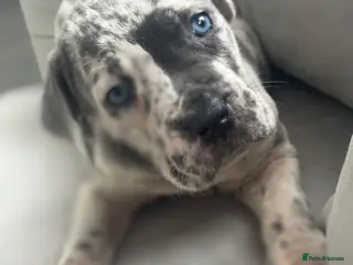 Neapolitan Mastiff dogs 💙 Neapolitan Mastiff Puppies champion bloodline💙 - Advert 3