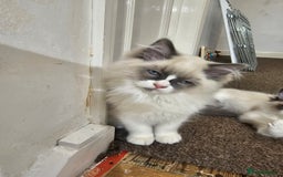Ragdoll cats for sale: Ready now, 1 male and 3 female ragdoll kittens - Image 3