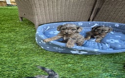 Cockapoo dogs for sale: Gorgeous cockapoo puppies - Image 12