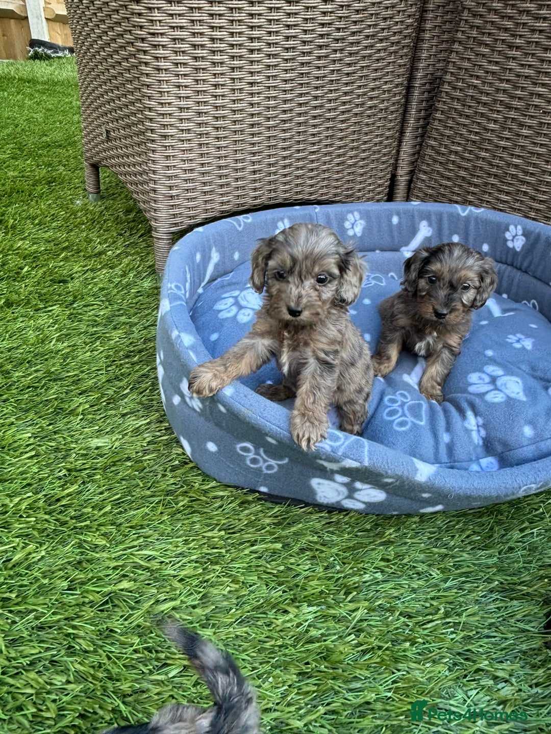 Cockapoo dogs for sale: Gorgeous cockapoo puppies - Image 12