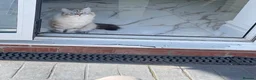 Siberian cats for sale: Coco – Stunning Siberian Female, 9 Months Old - Advert 2