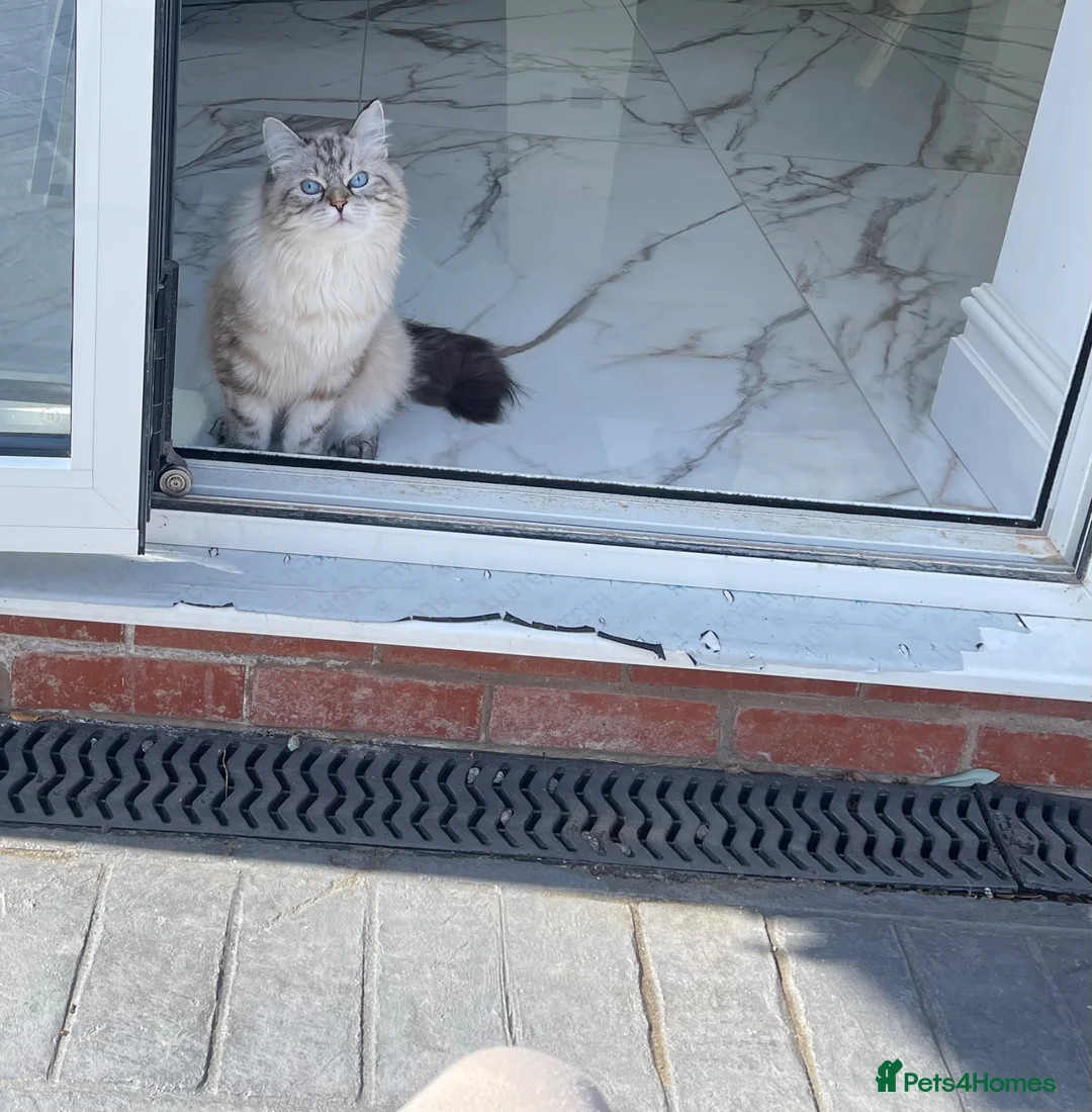 Siberian cats for sale: Coco – Stunning Siberian Female, 9 Months Old - Advert 2