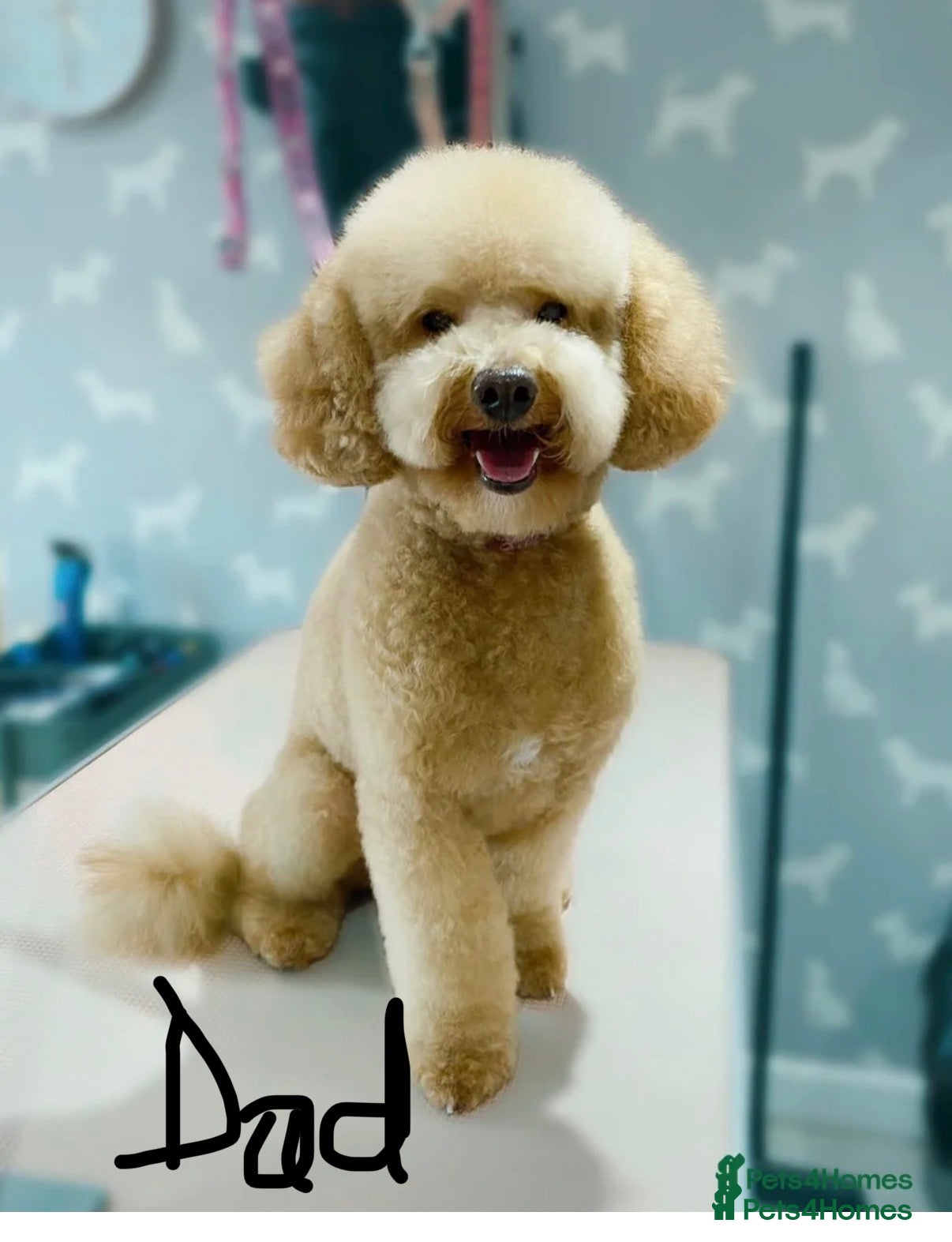 Labradoodle dogs 🐾 5 Stunning F1b Labradoodle Puppies Available  - Advert 2