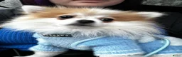 Pomeranian dogs for stud: STUD ONLY Lover boy Romeo  - Advert 14