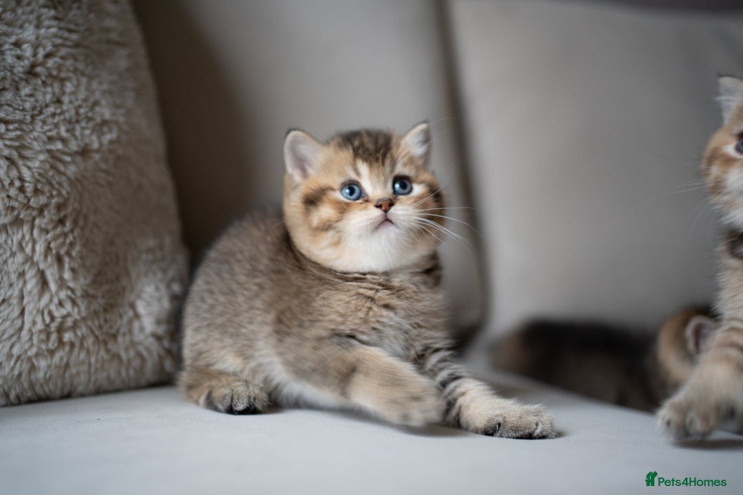 British Shorthair cats for sale: 1 girl available  - Advert 20
