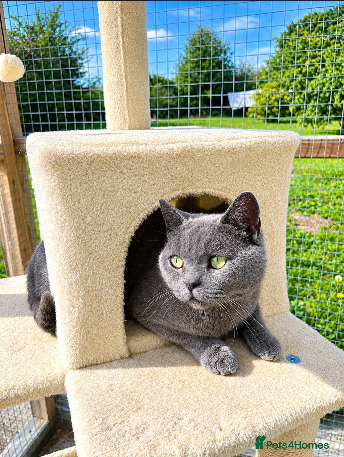 British Shorthair cats X3 British Blue Boys available  - Advert 5
