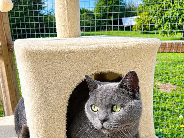 British Shorthair cats X3 British Blue Boys available - Advert 9