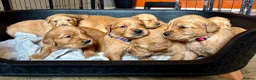 Golden Retriever dogs for sale: Fox Red, KC,  Extensively Health Tested Pups - Advert 5