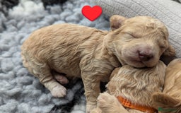 Poochon dogs for sale: 🐾 Adorable F1b Poochon Puppies - Ready November🐾 - Image 37