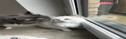 Ragdoll cats for sale: 1 handsome Ragdoll kitten left  - Advert 6