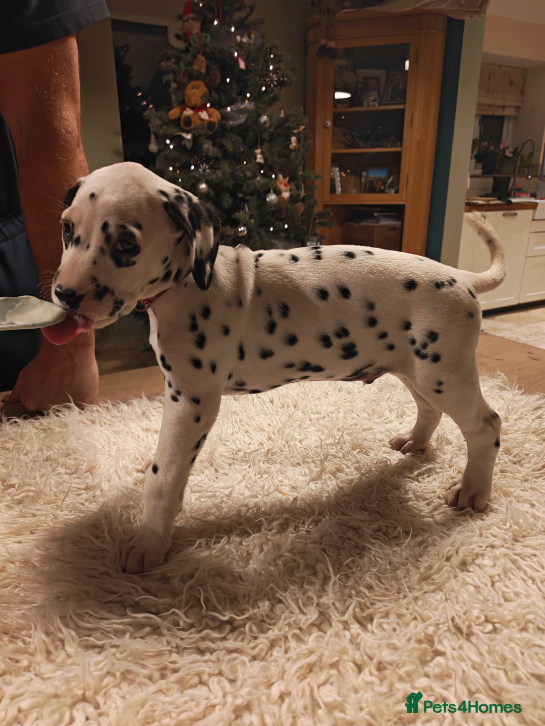 Dalmatian dogs for sale: Ready now - Champion Boys in the making!! - Advert 32