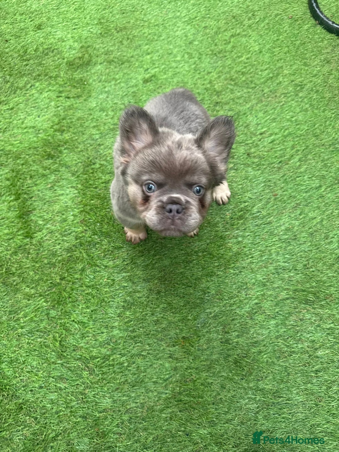 French Bulldog dogs for sale: Fluffy French bulldog 10wks old - Advert 2