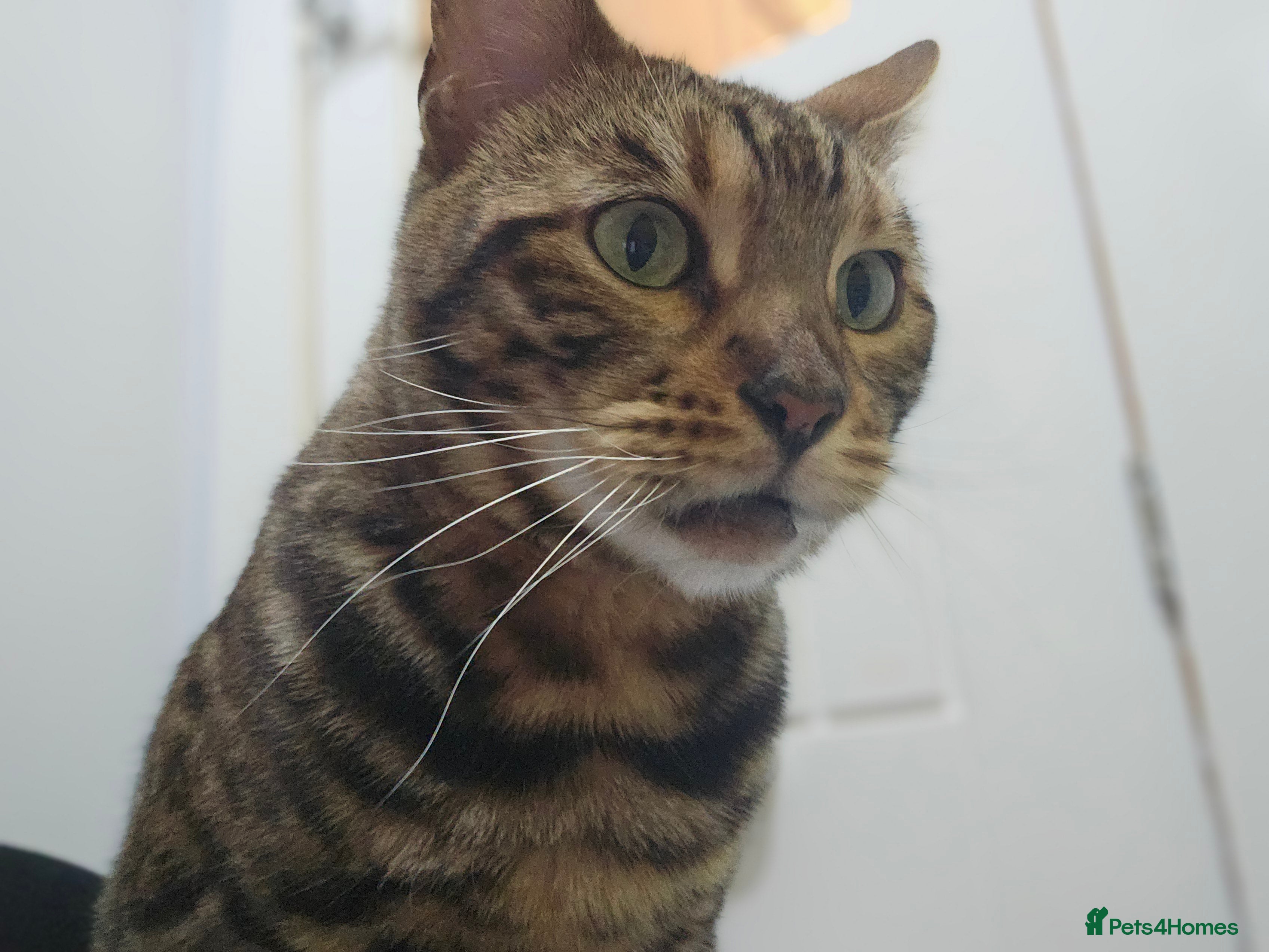 Bengal cats Gccf Bengal Retired Queen - Advert 1