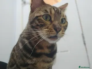 Bengal cats Gccf Bengal Retired Queen - Advert 1