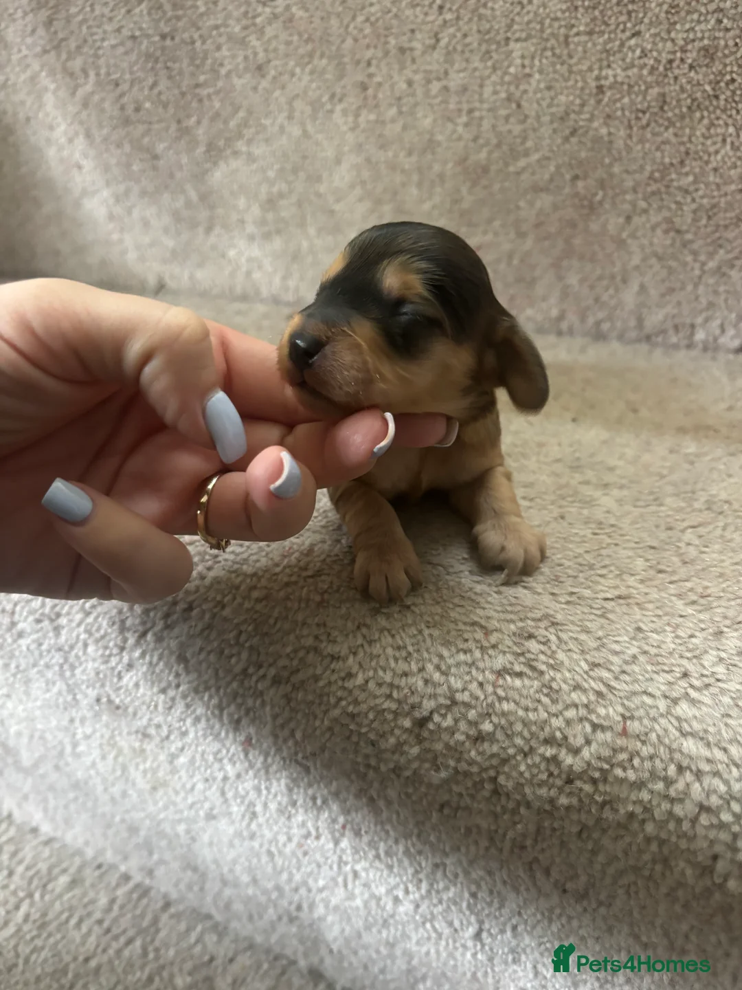 Cockapoo dogs for sale: All puppies have been reserved   - Advert 8