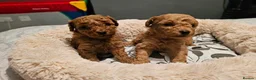 Toy Poodle dogs for sale: Toy x Asian poodle puppies ready now  - Advert 3