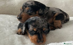 Miniature Dachshund dogs for sale: 1 boy left beautiful silver dapple boys  - Image 2
