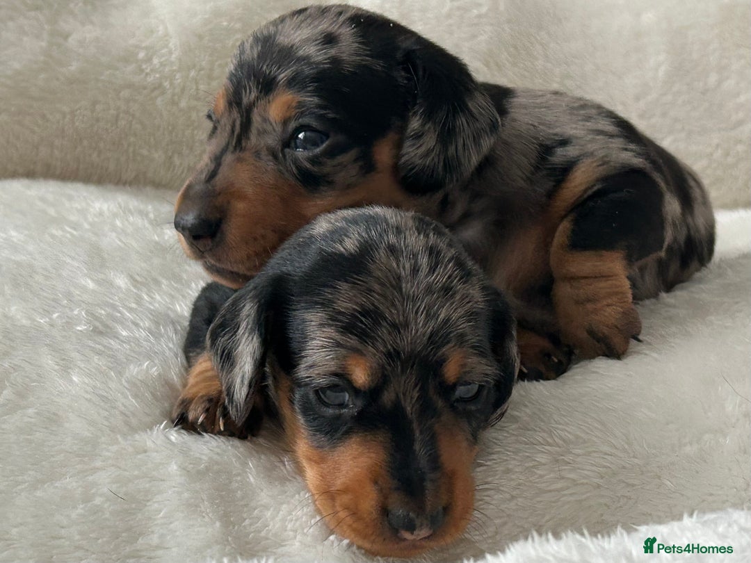 Miniature Dachshund dogs for sale: 1 boy left beautiful silver dapple boys  - Image 2
