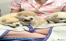 Siberian Husky dogs for sale: 3 fluffy chowski’s  - Advert 22