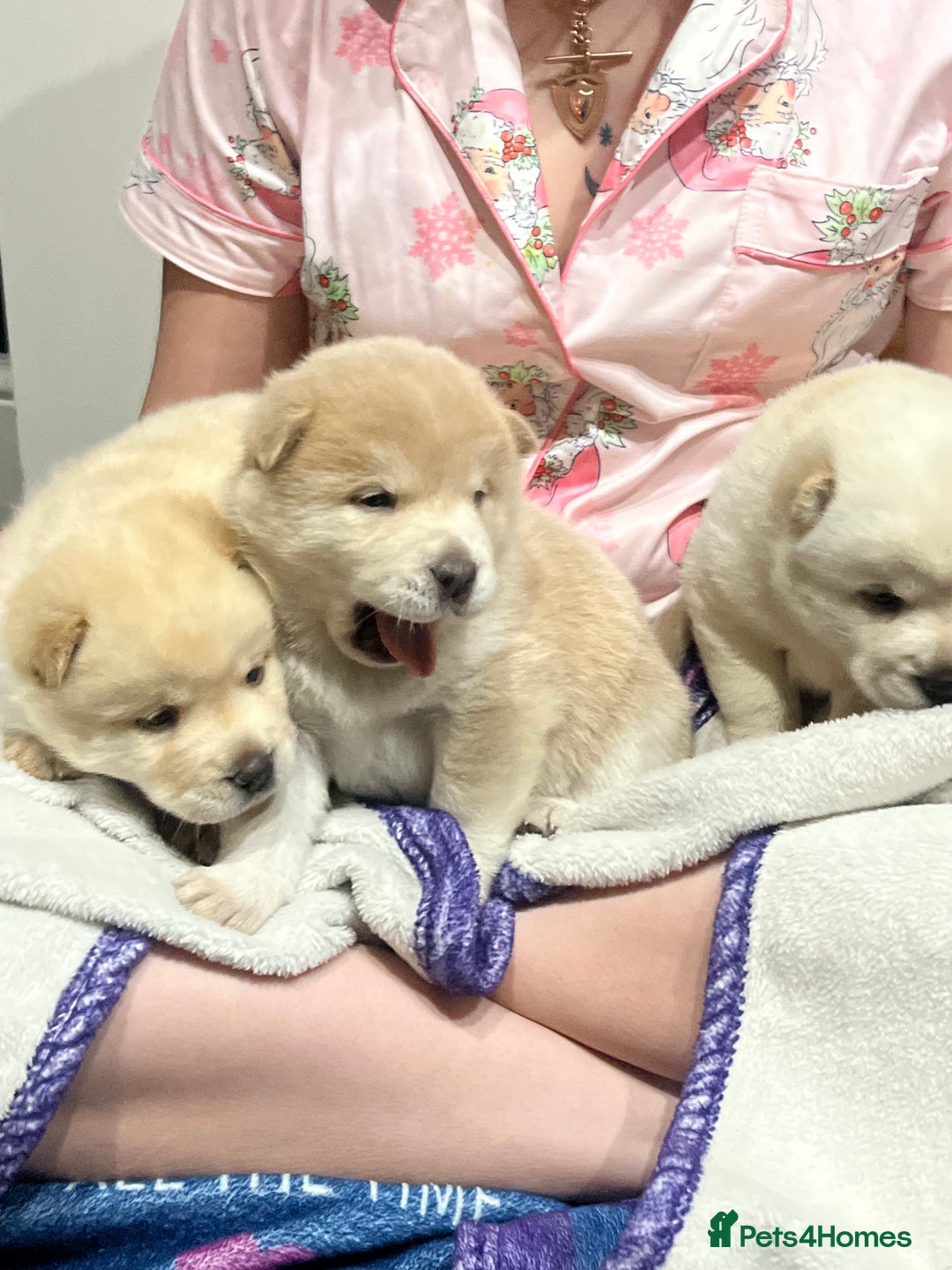 Siberian Husky dogs for sale: 3 fluffy chowski’s  - Advert 22