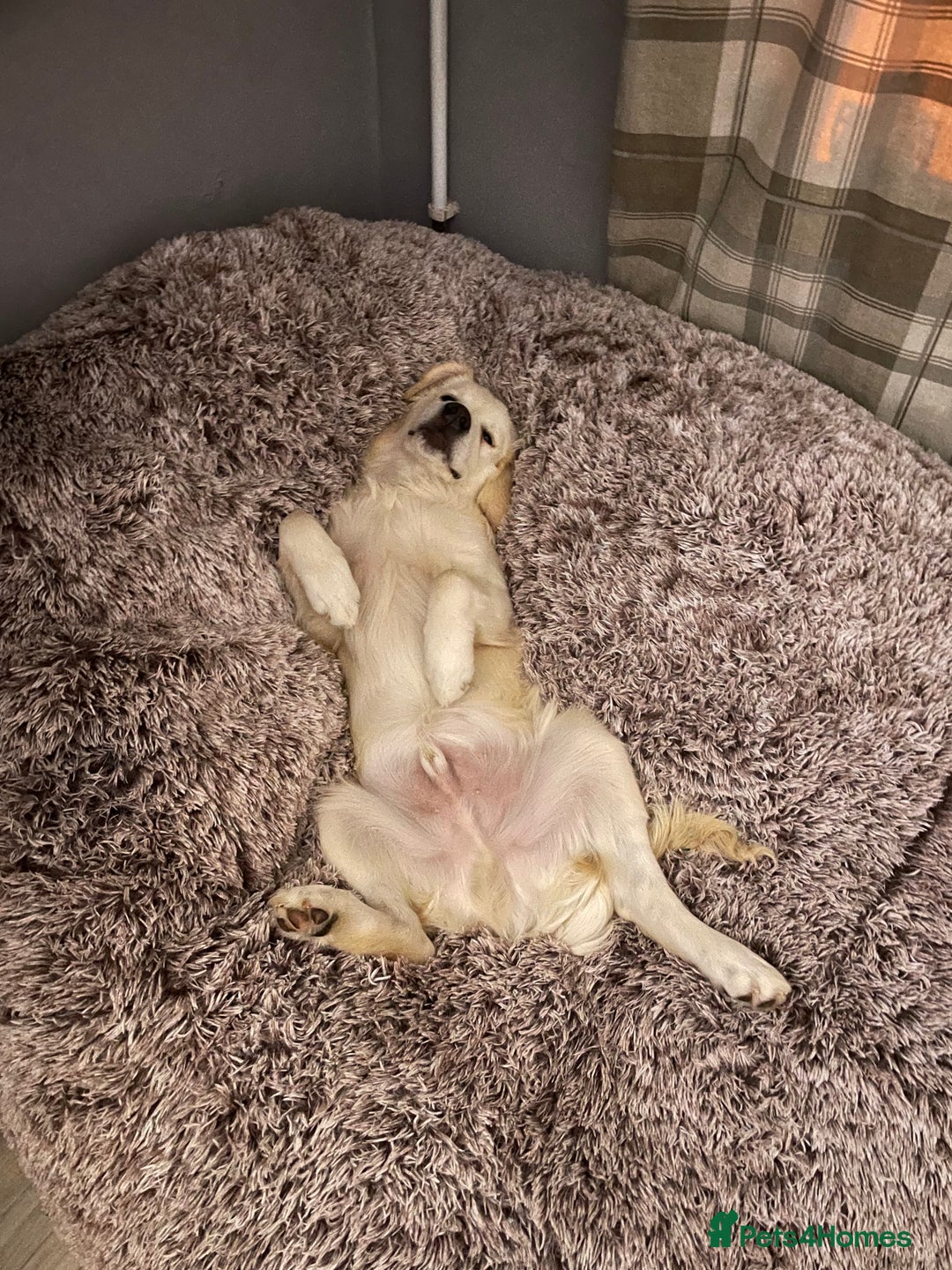 Golden Retriever dogs for sale: Golden retriever for sale £1100 Ono - Advert 2