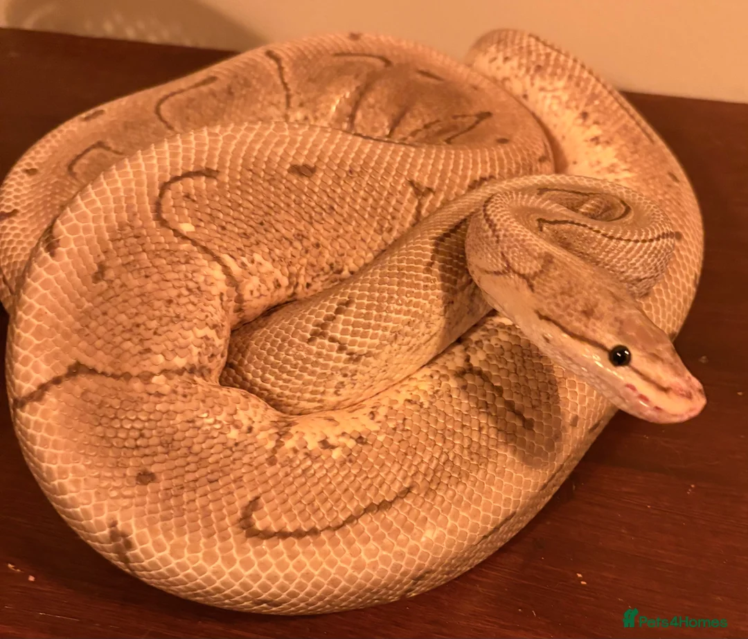 Python Snake reptiles for sale: Two adult/ juvenile female royal pythons for sale  - Advert 1