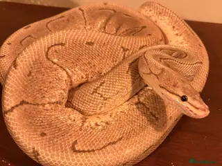 Python Snake reptiles Two adult/ juvenile female royal pythons for sale - Advert 6