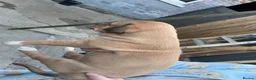 Lurcher dogs for sale: Lurcher pups - Advert 3