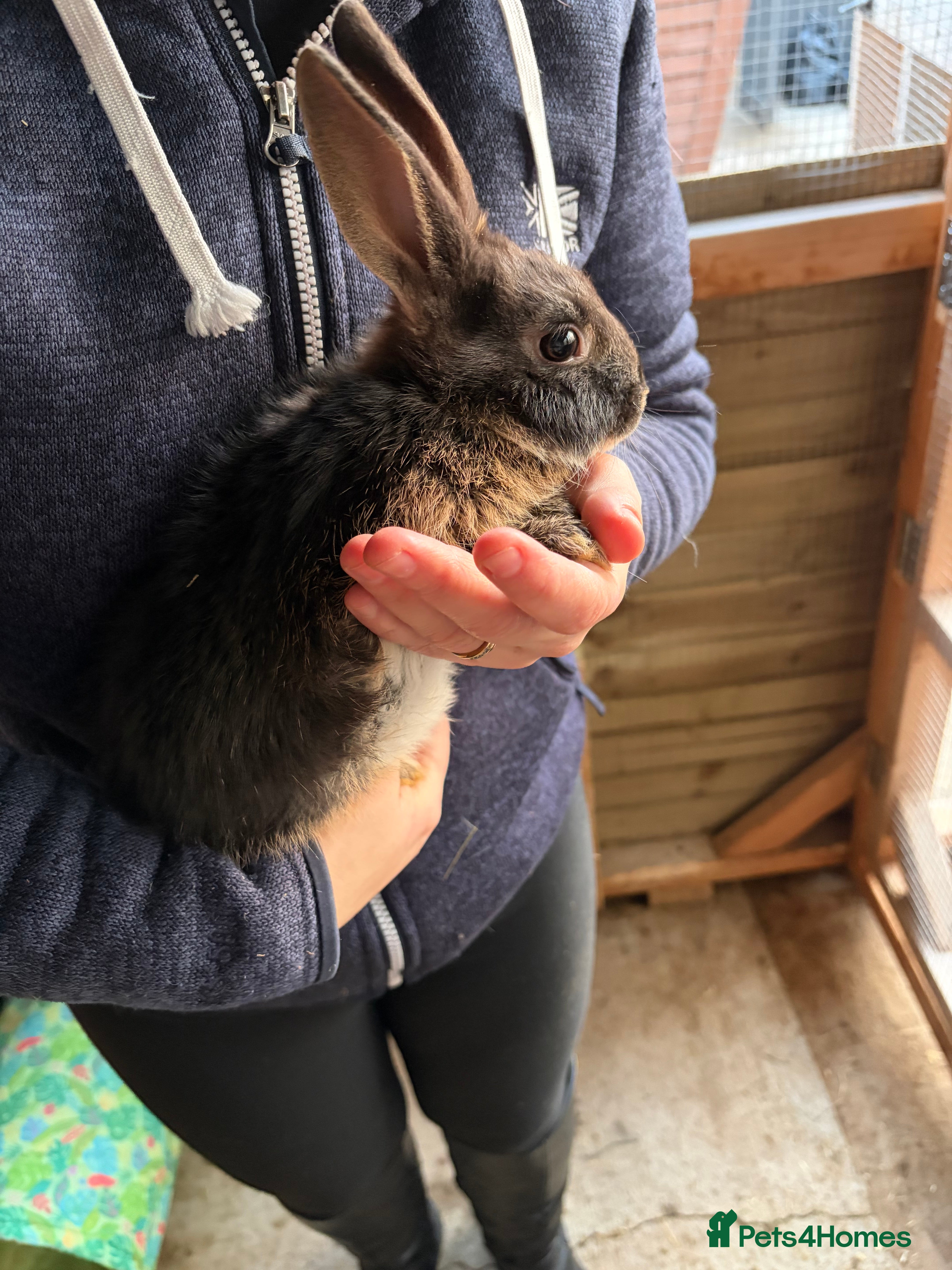 Mixed Breed rabbits One boy one girl  - Advert 10