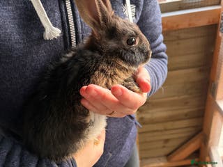 Mixed Breed rabbits One boy - Advert 13