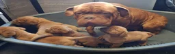 Dogue De Bordeaux dogs for sale: Pedigree Dogue De Bordeaux puppies - Advert 7