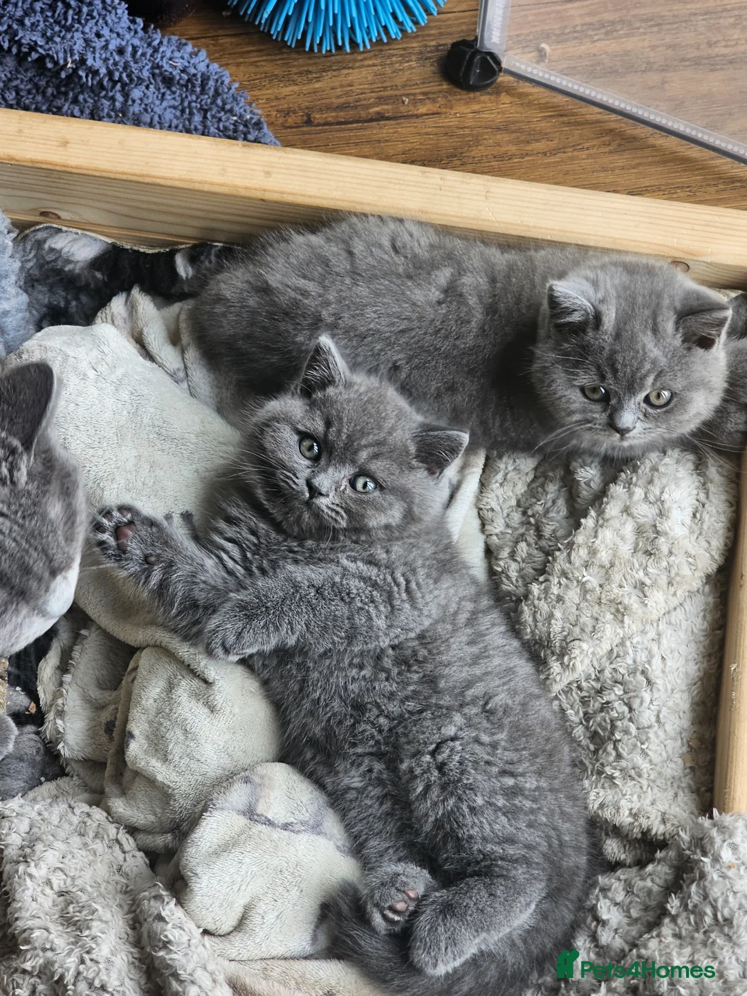 British Shorthair cats for sale: Pedigree British Shorthair Kittens - Advert 1